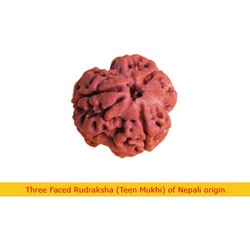 Manufacturers Exporters and Wholesale Suppliers of Three Faced Rudraksha Faridabad Haryana Three Faced Rudraksha